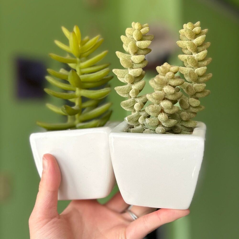 Unique Faux Succulent Desert Plants Potted Duo Home Decor Accents - Picture 3 of 6